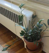 ZZ Plant in Terra Cotta Pot - Image 1