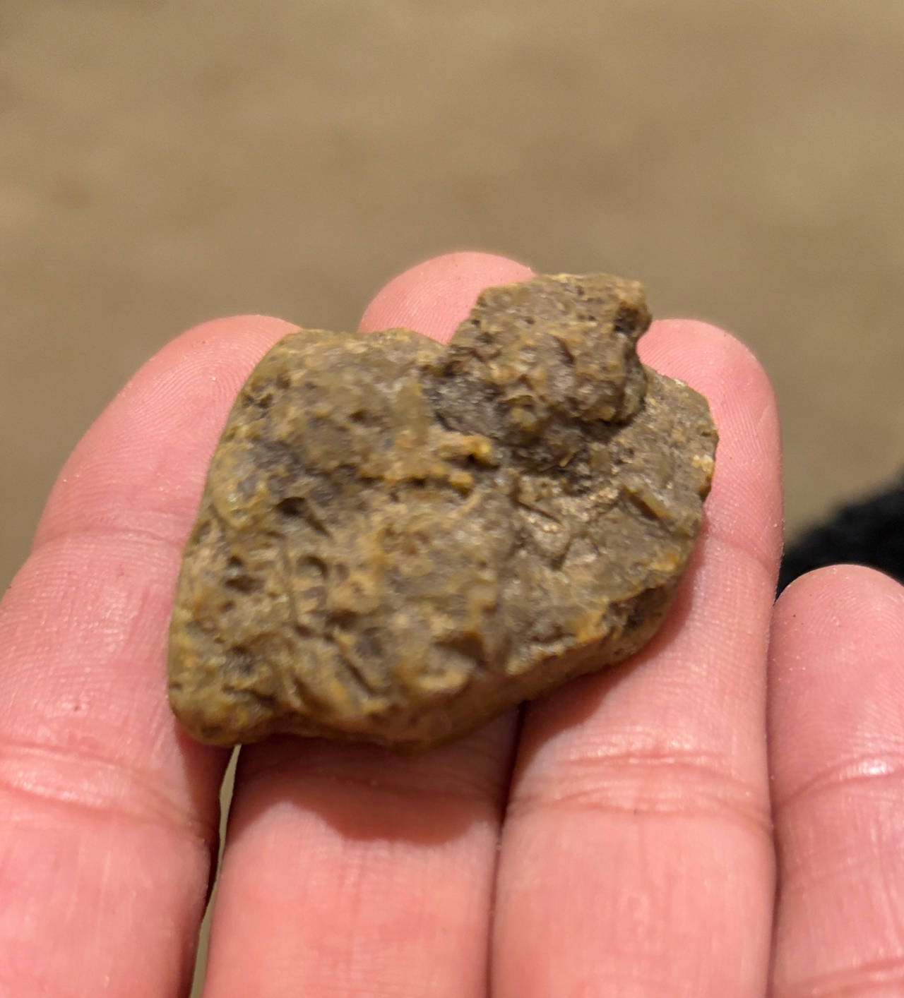 Fossiliferous Sedimentary Rock Specimen