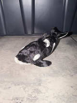 Wyland Orca Whale Plush - Image 1