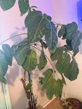 5ft Schefflera Amate Umbrella Tree - Image 4