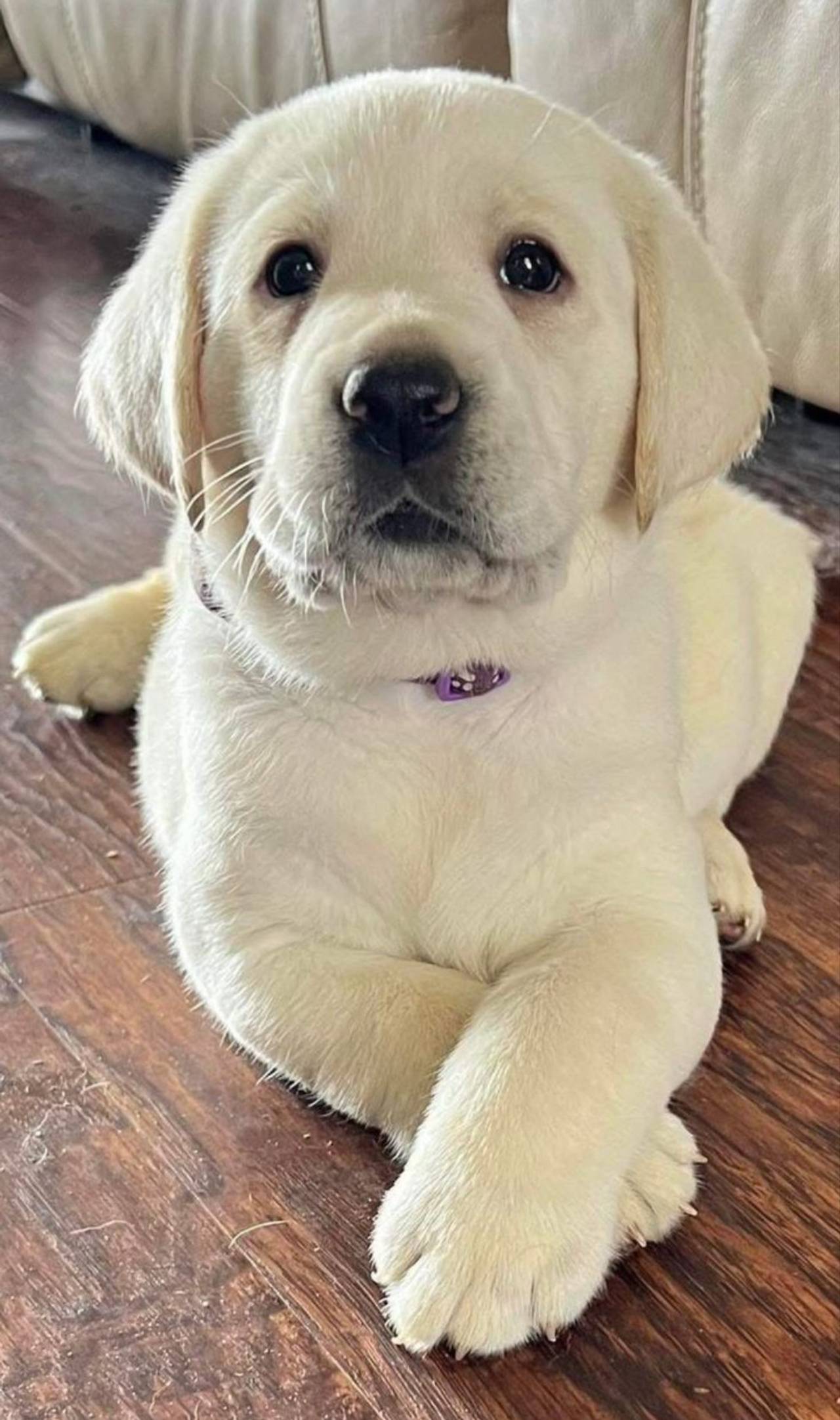 Yellow Labrador Retriever Puppy