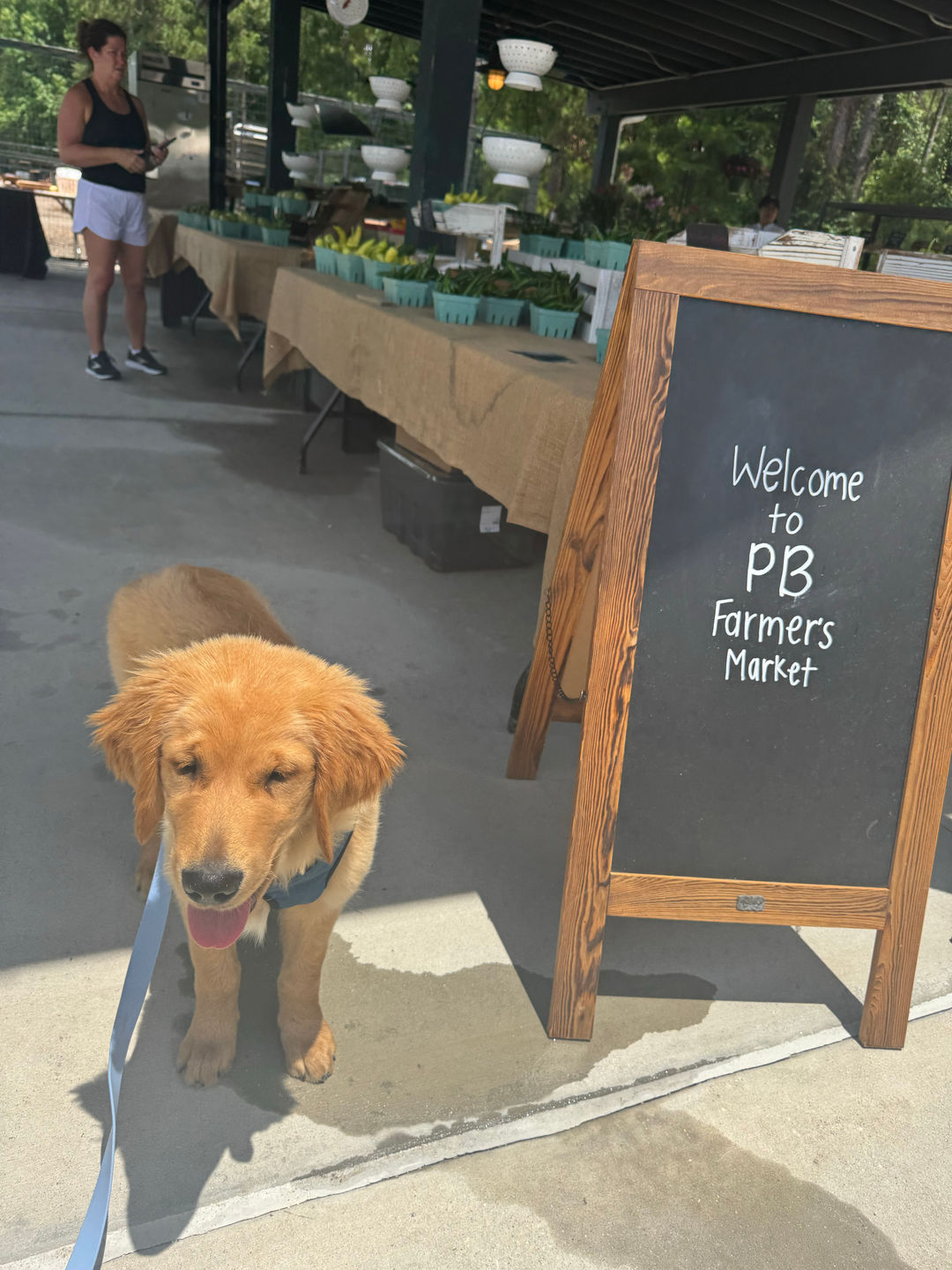 Golden Retriever Puppy