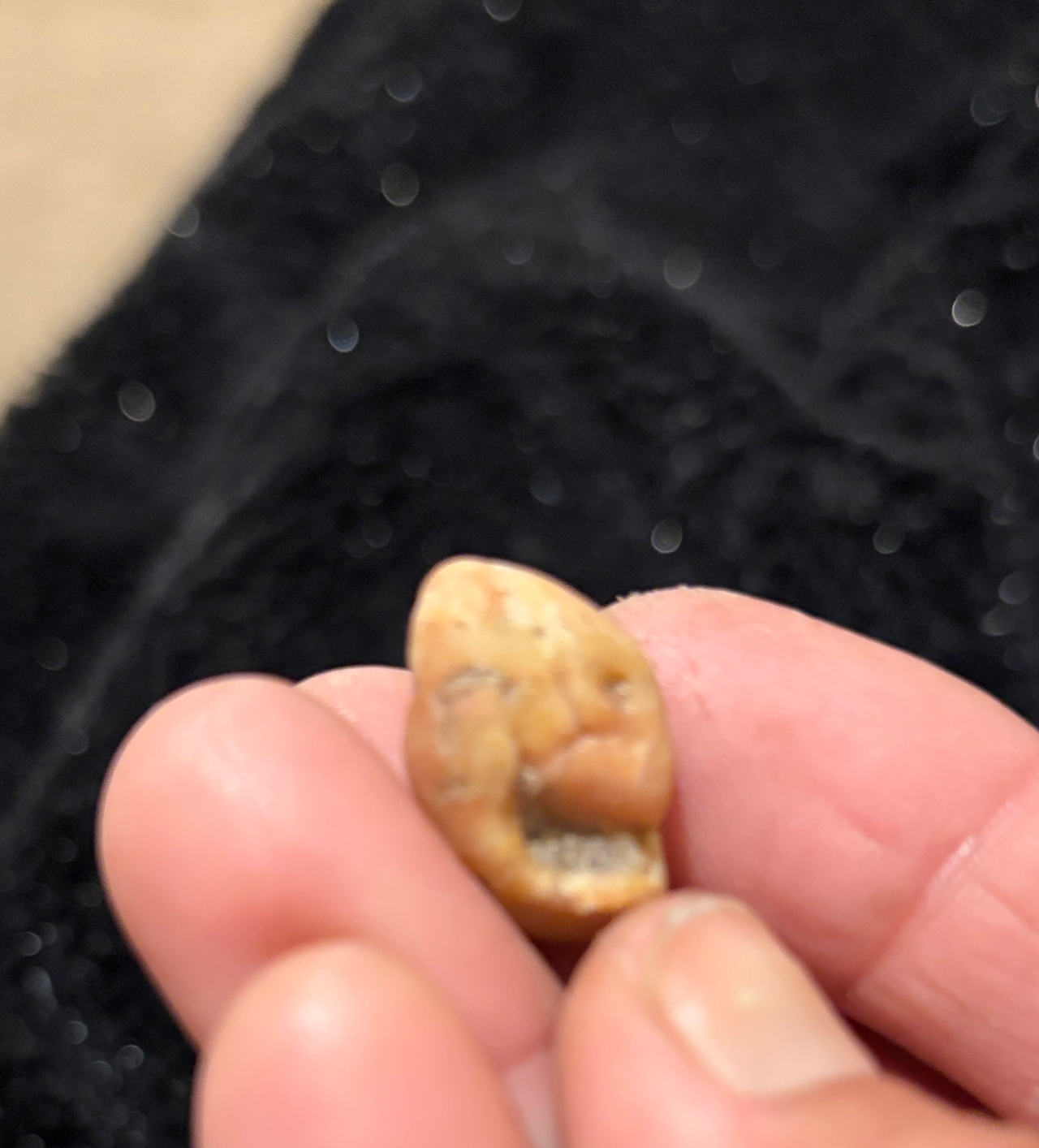 Fossilized Shark Tooth Fragment