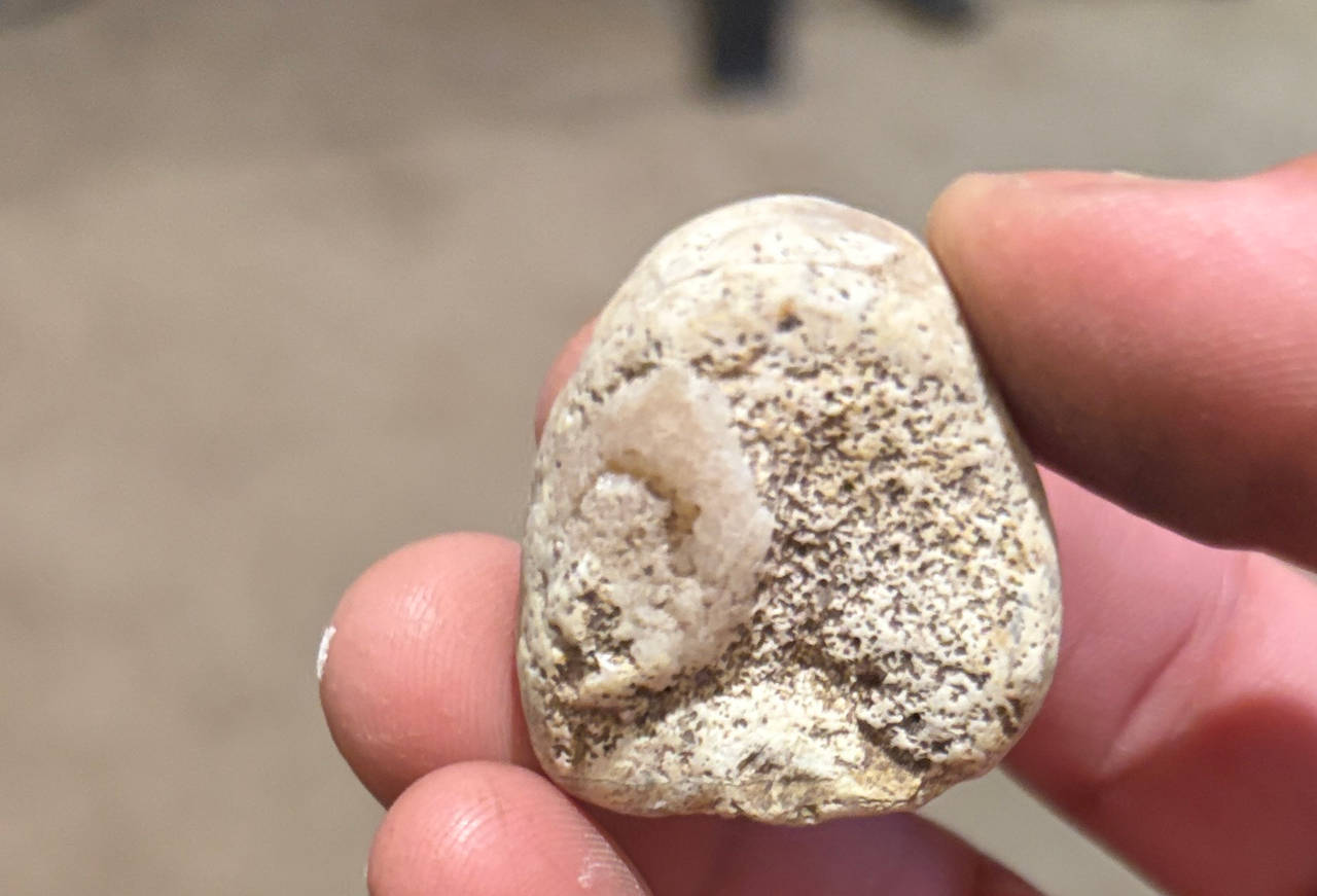 Fossilized Coral Specimen
