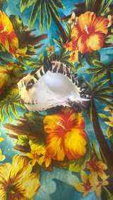 Black Murex Sea Shell - Image 5