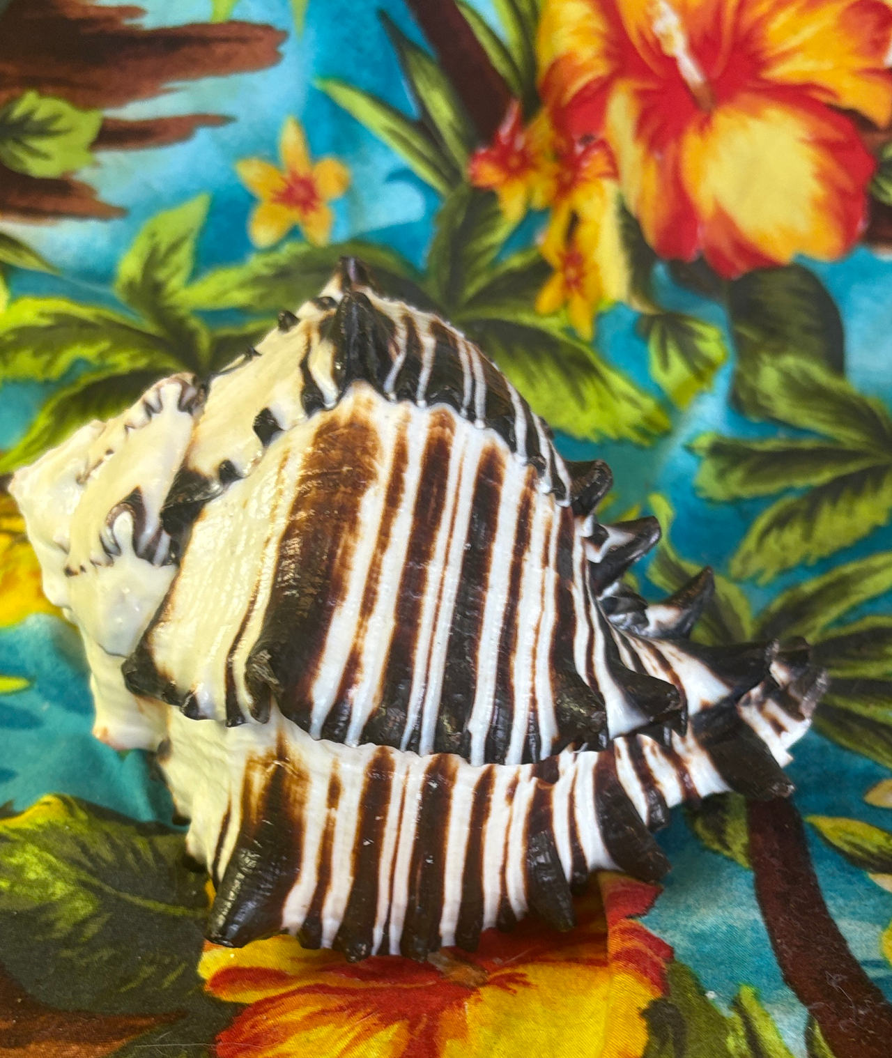 Black Murex Sea Shell