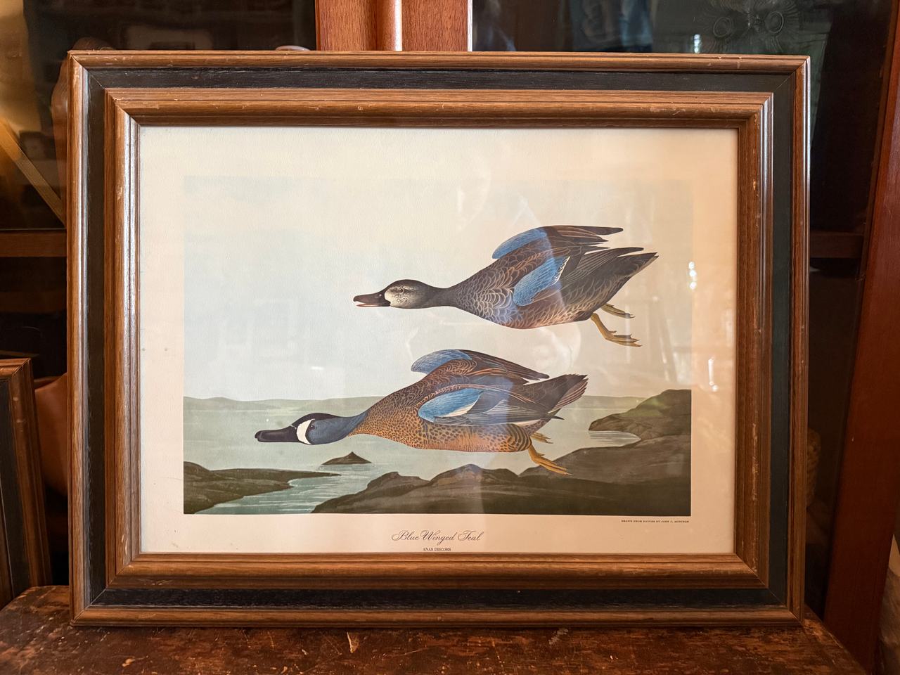 John J. Audubon Blue Winged Teal Framed Print