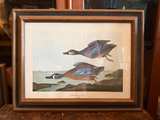 John J. Audubon Blue Winged Teal Framed Print - Image 1