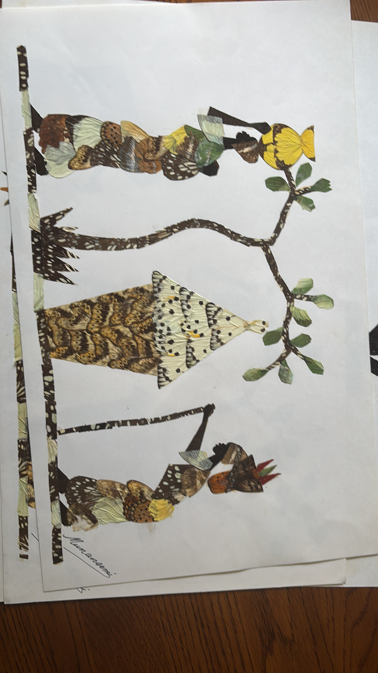 African Butterfly Wing Art