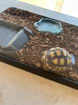 “Toy” Tortoise - Image 4