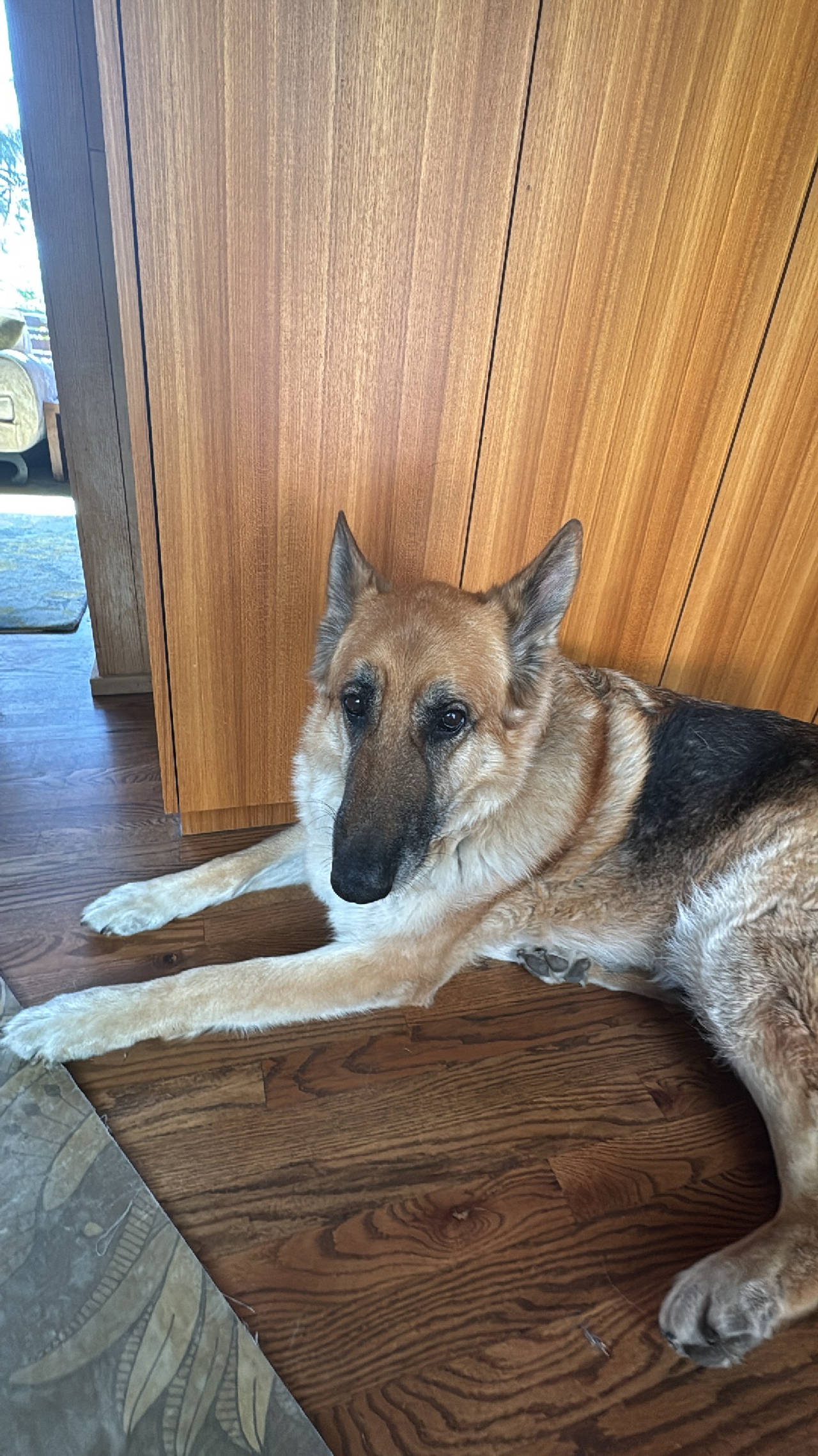 German Shepherd Dog