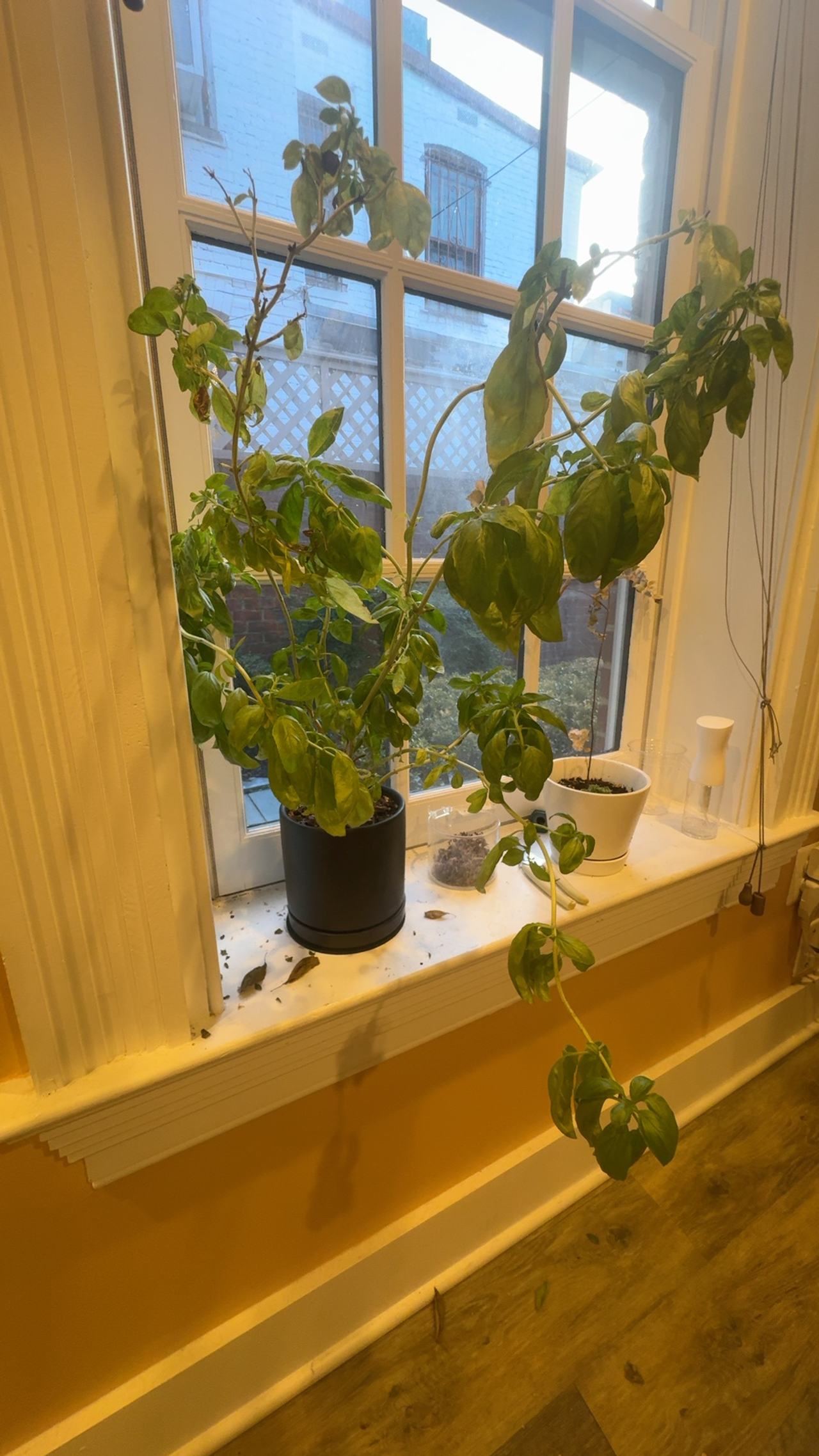 Organic Sweet Basil Plant