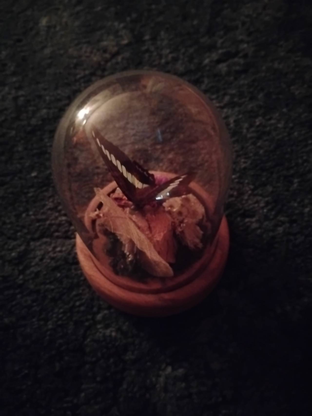 Butterfly Taxidermy Glass Dome Display
