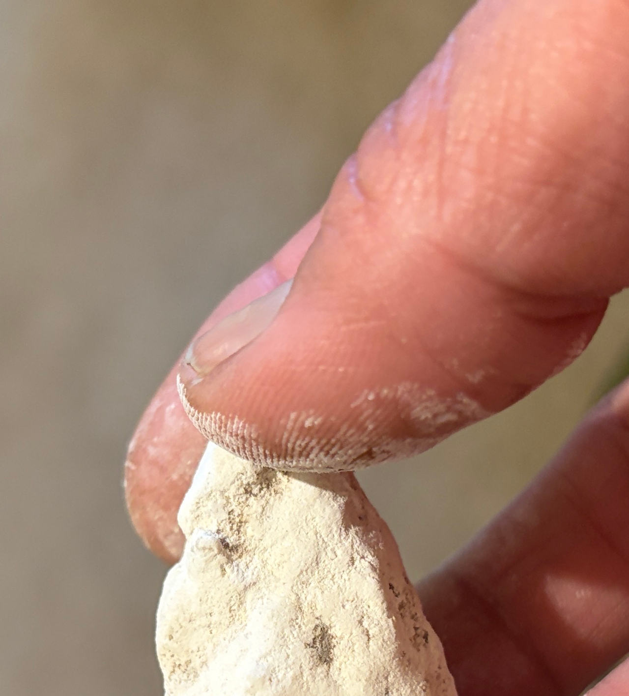 Authentic Arrowhead Fragment