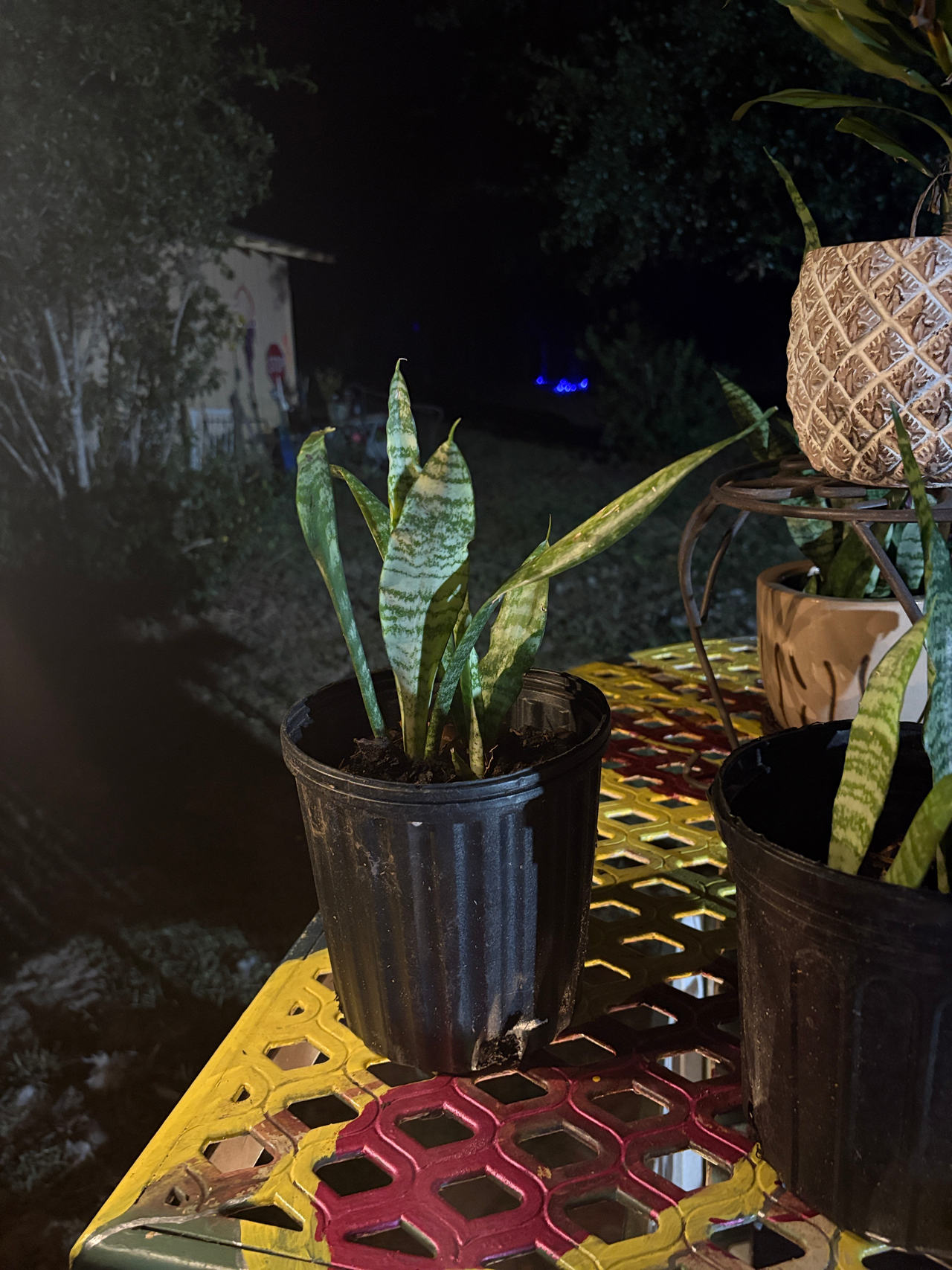 Snake Plant