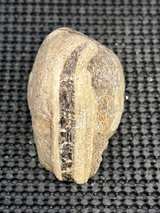 Petrified Wood Slab Natural Fossil - Image 6