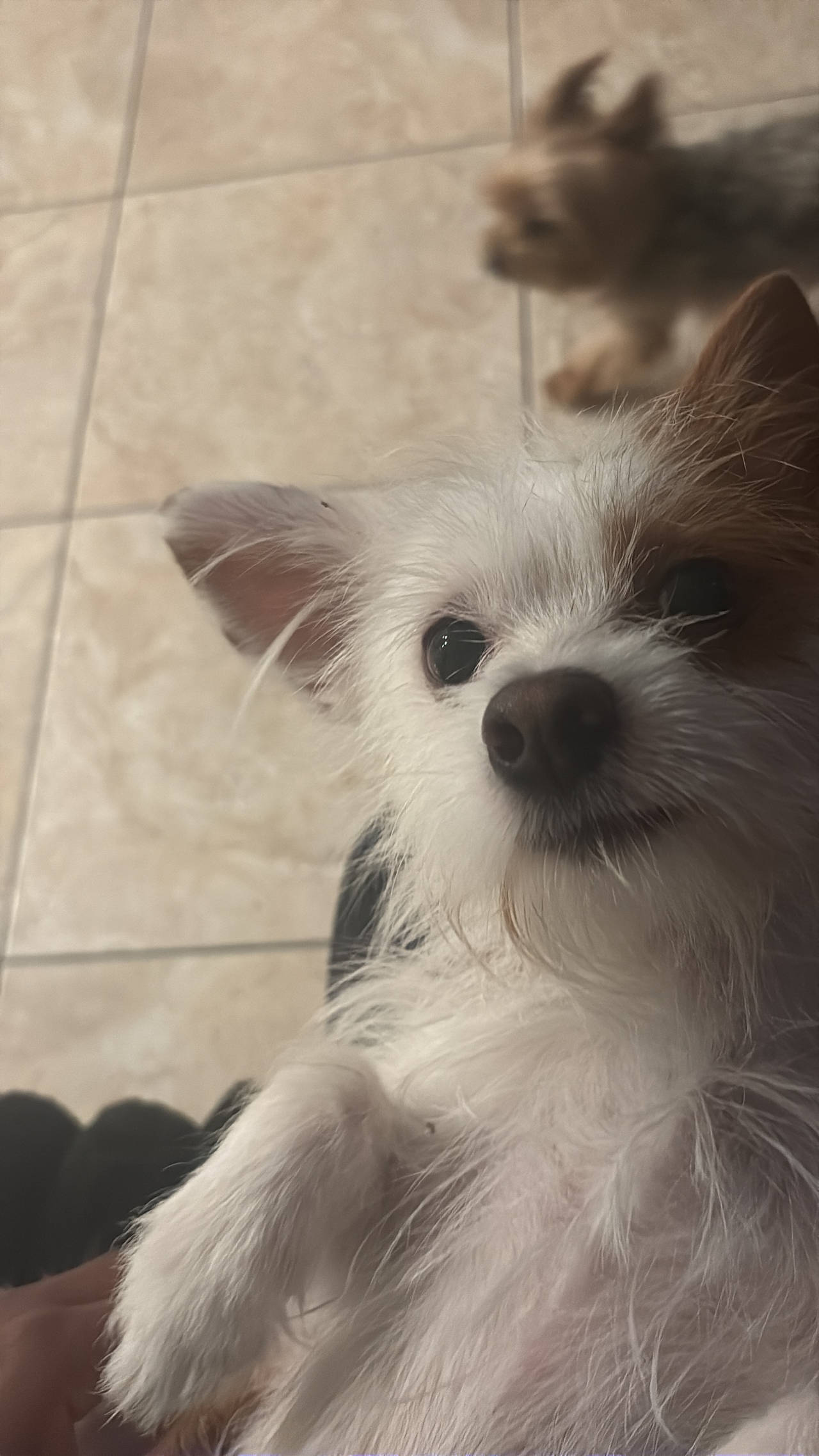 Small Mixed Breed Dog