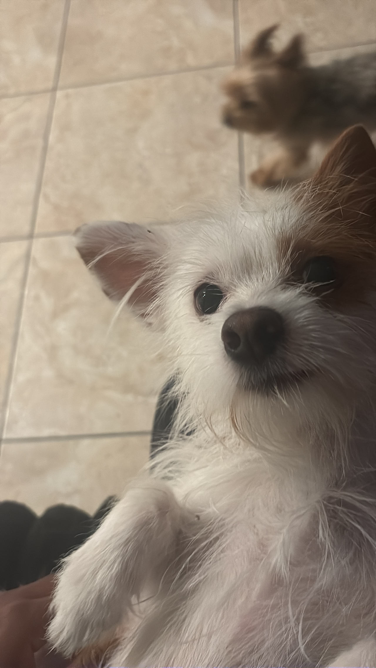 Small Mixed Breed Dog