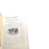 INTRA MUROS, Rebecca Springer 1898 1st Ed Rare Hardcover Christian Book Signed - Image 4