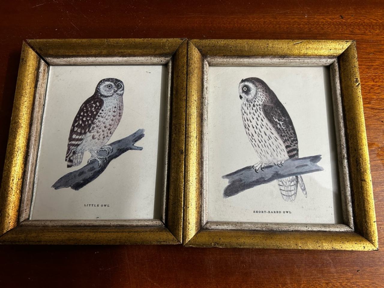 Short-eared Owl Vintage Framed Print