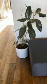 Rubber Plant - Image 2