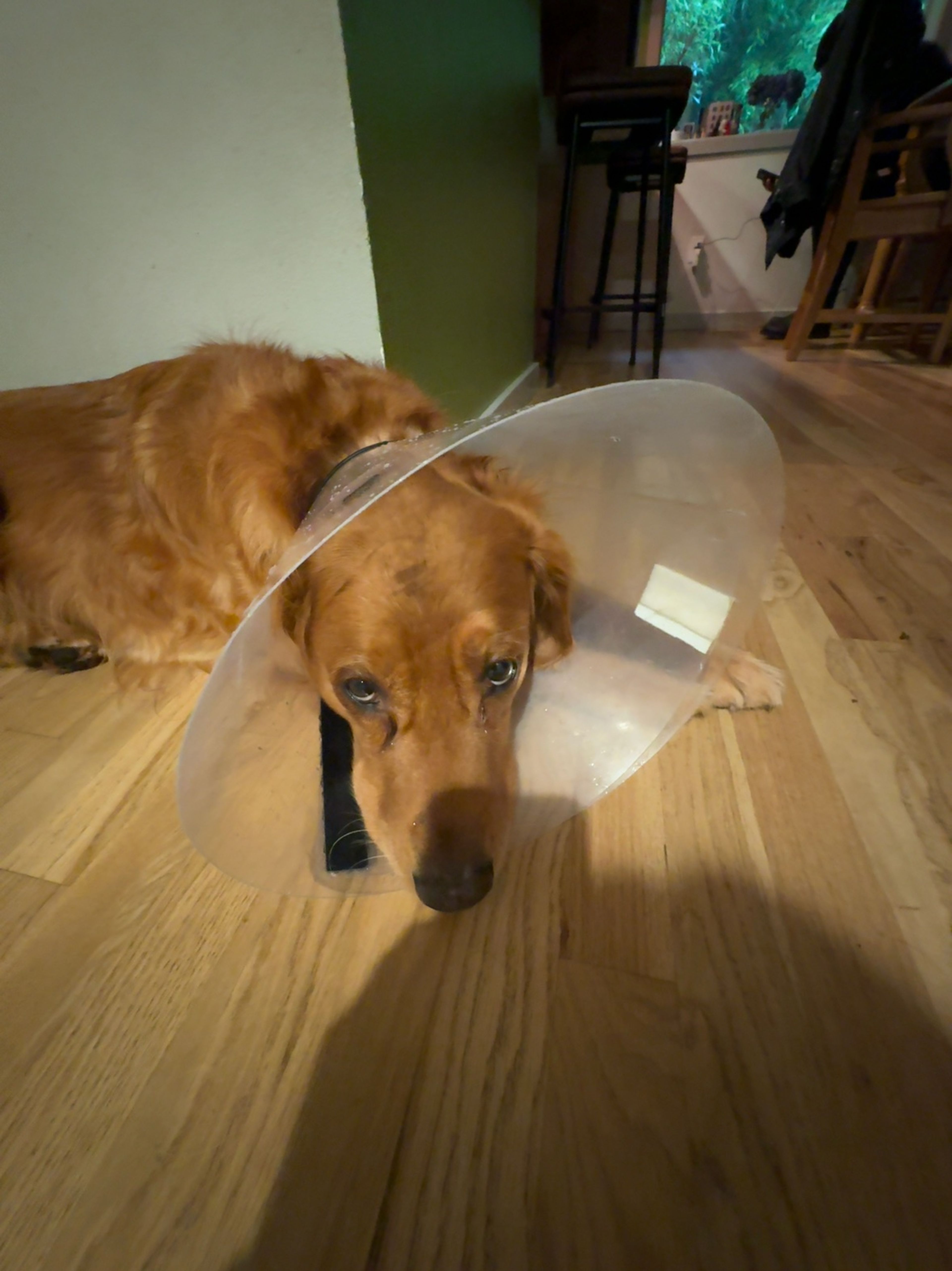 BESPORTBLE Dog Recovery Cone Collar