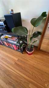 Giant White Bird of Paradise Plant - Image 3