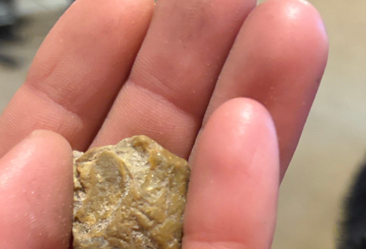 Fossilized Bone Fragment