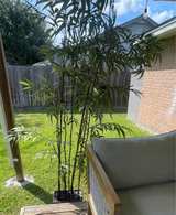 Teak 4-Piece Outdoor Patio Set with Rug and Faux Tall Plant - Image 5