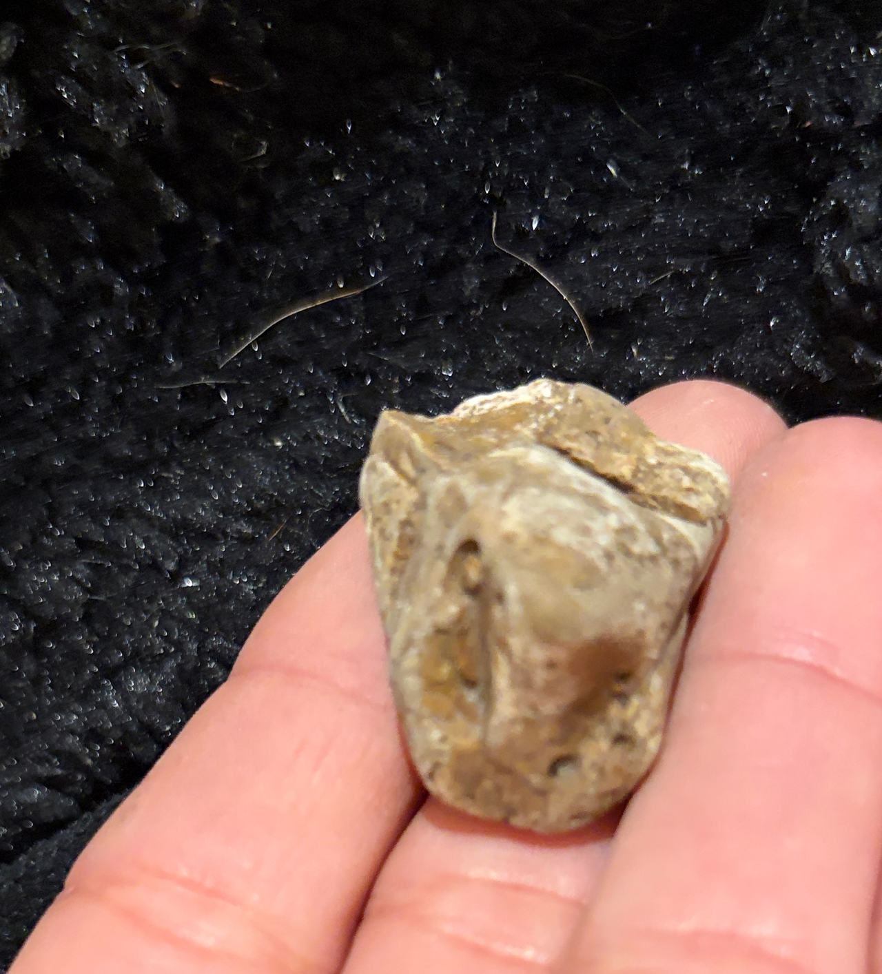 Fossilized Tooth or Stone Specimen