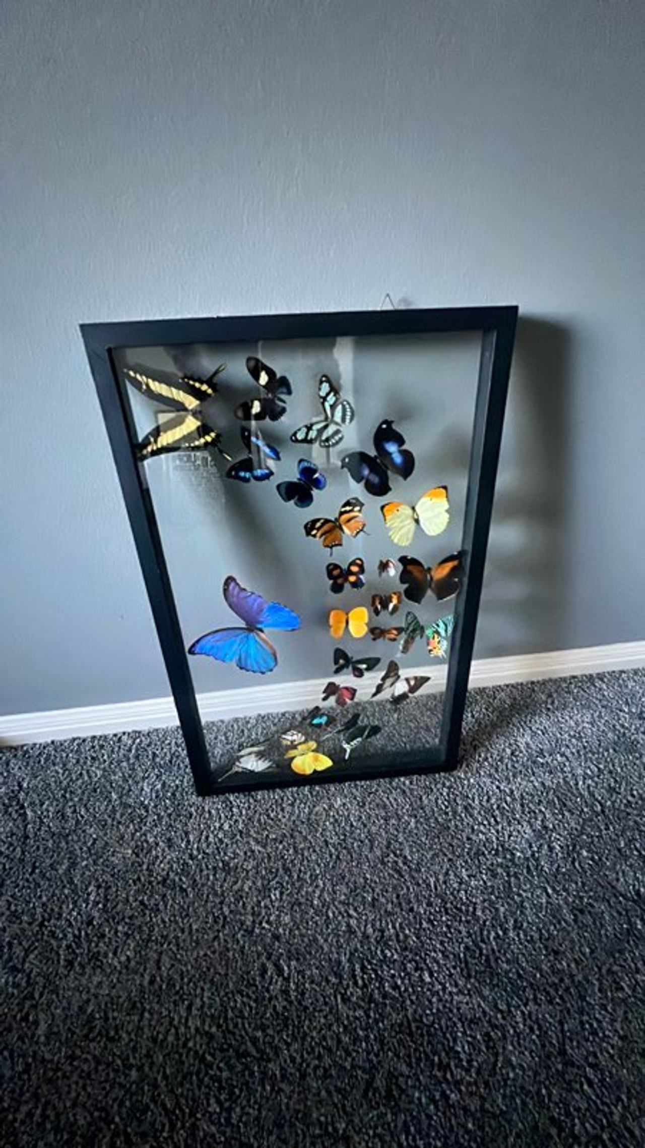 Framed REAL Butterfly Display