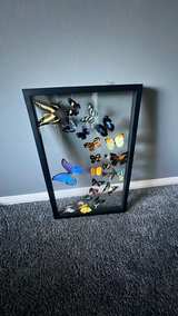 Framed REAL Butterfly Display - Image 1