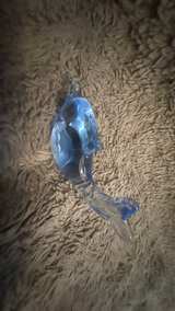 Blue Glass Dolphin Figurine - Image 4