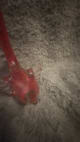Murano Style Art Glass Flamingo Red Clear Aventurine Gold Fleck Hand Blown Bird - Image 8