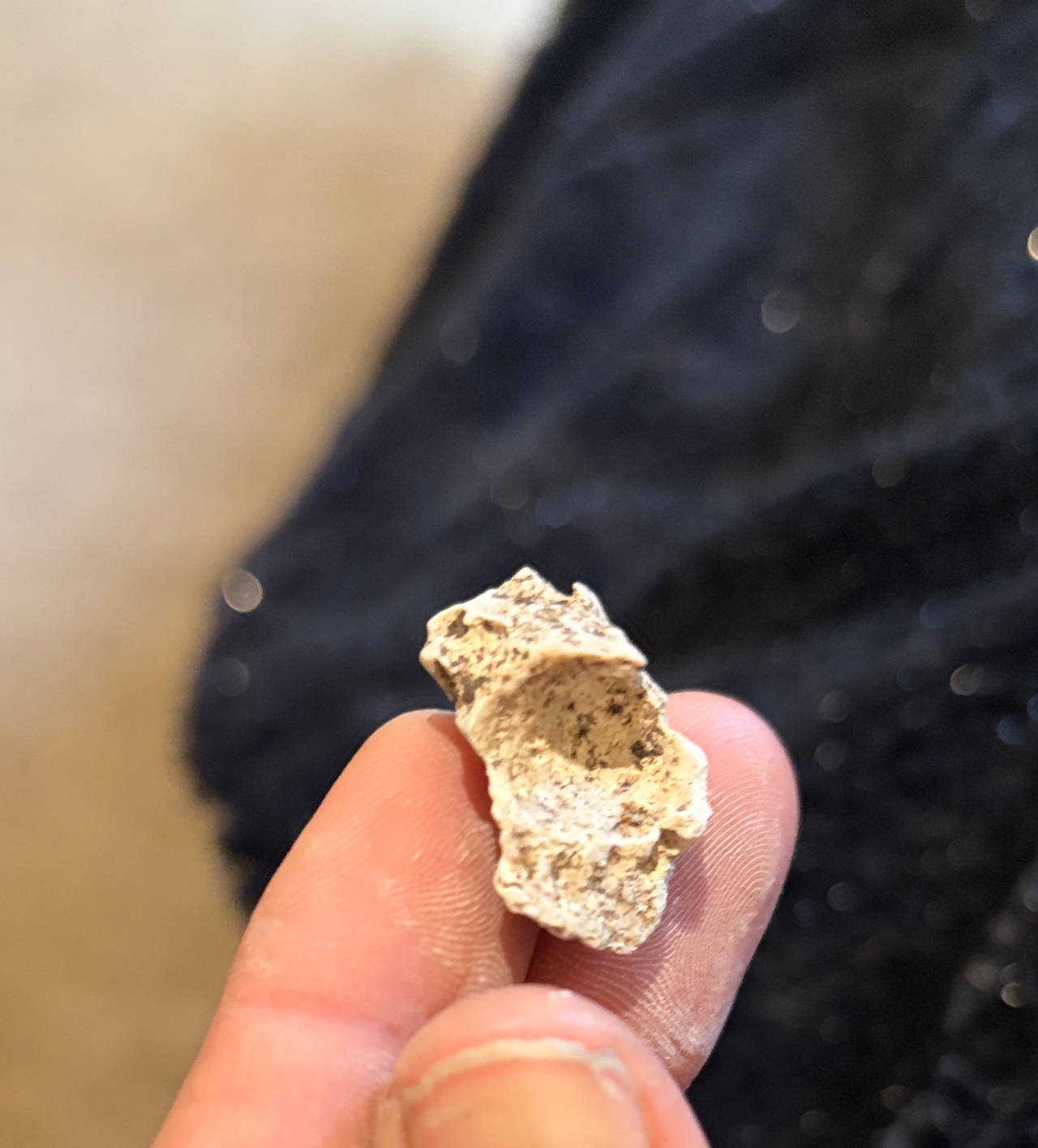 Fossilized Bone Fragment
