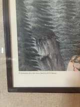 Antique Picea Bracteata Botanical Lithograph by W. Richardson - Image 7