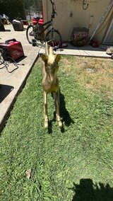 Brass Rocking Horse - Image 4