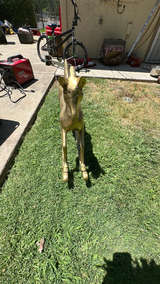 Brass Rocking Horse - Image 4