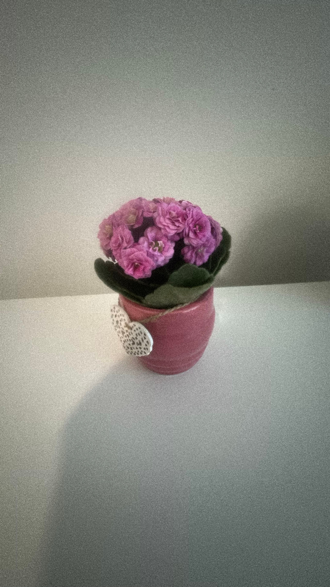 Potted African Violet