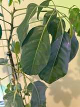5ft Schefflera Amate Umbrella Tree - Image 2