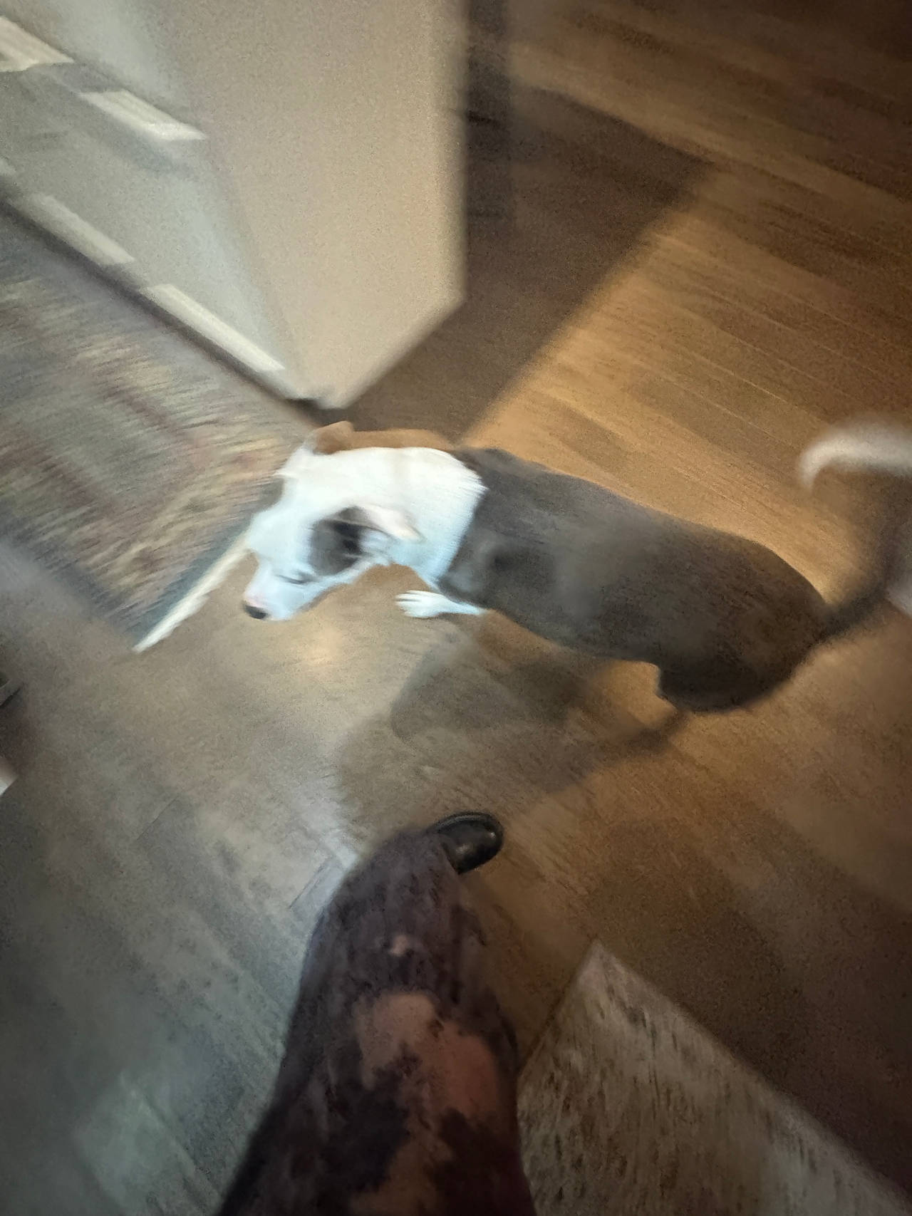 Dog