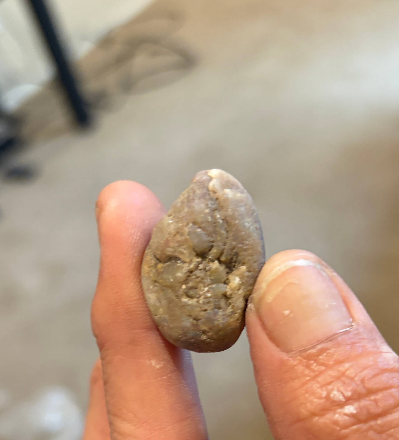 Fossilized Rock Fragment