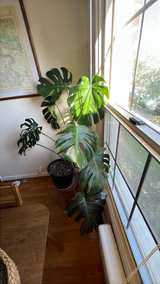Large Monstera Deliciosa Houseplant with 12" Pot - Image 2