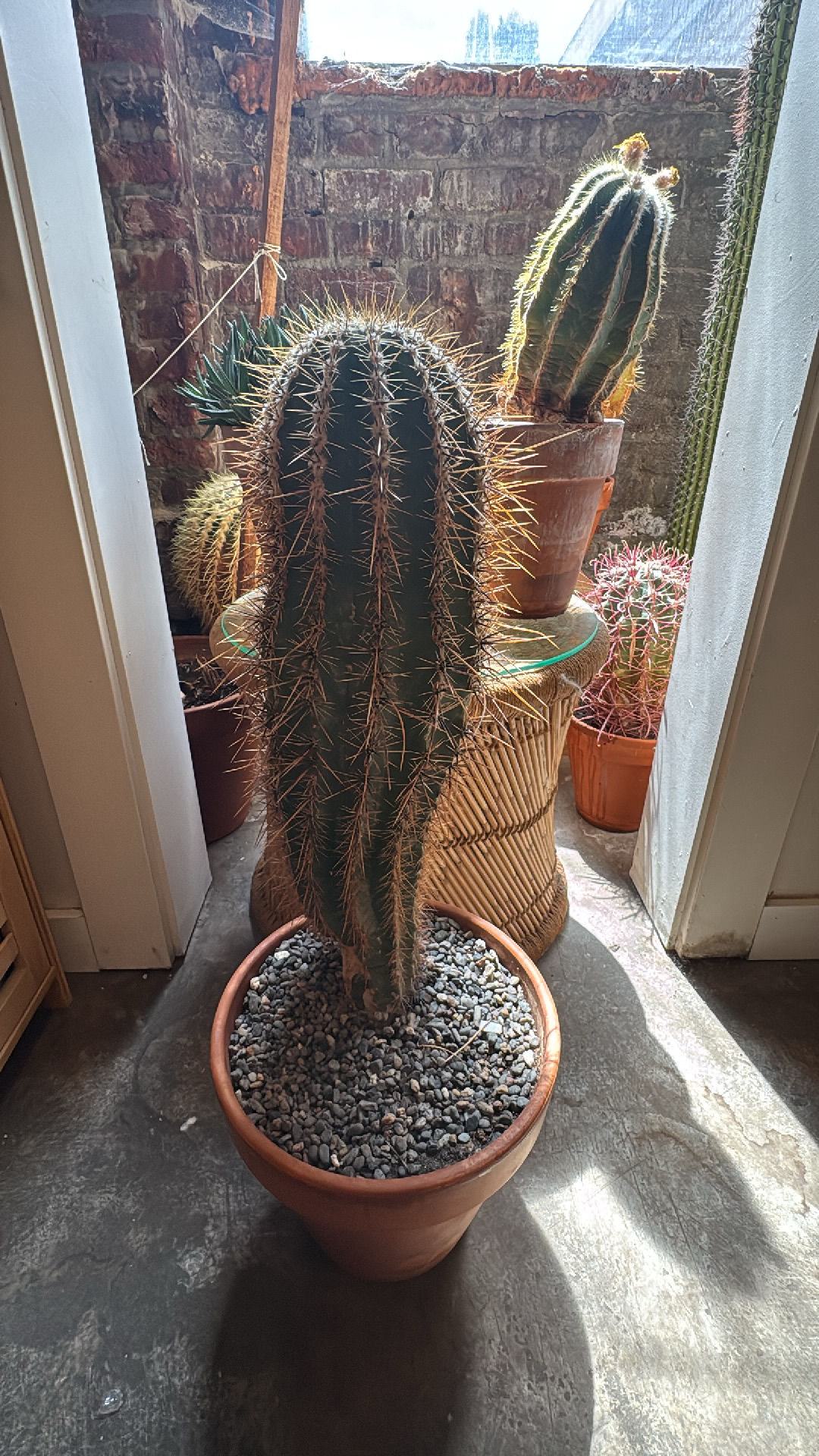 Potted Columnar Cactus