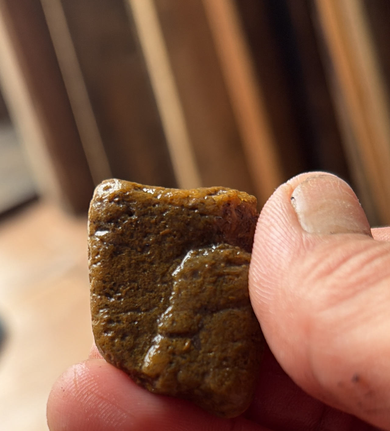 Petrified Wood Fossil Specimen