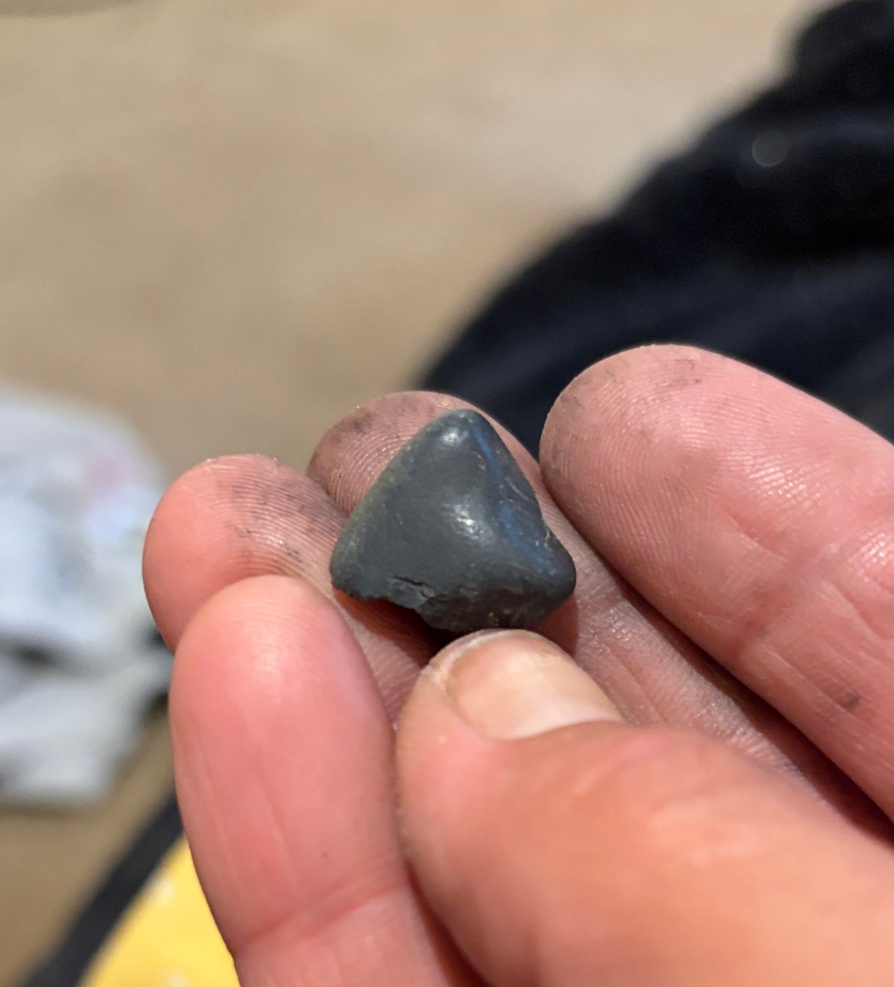 Fossilized Shark Tooth