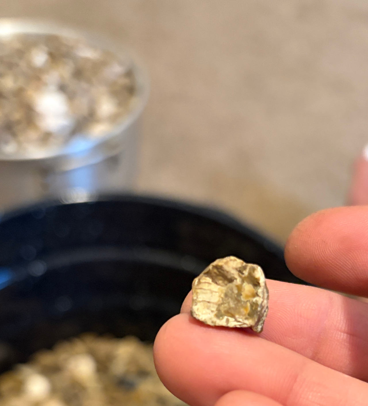 Fossilized Megalodon Shark Tooth Fragment