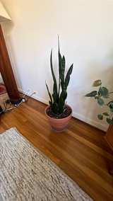 Snake Plant in Terra Cotta Pot - Image 3