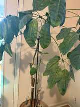 5ft Schefflera Amate Umbrella Tree - Image 5