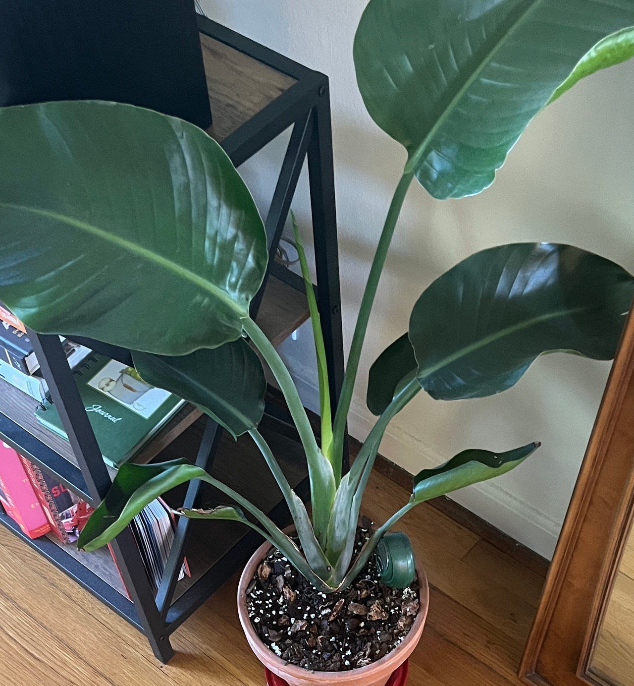 Giant White Bird of Paradise Plant
